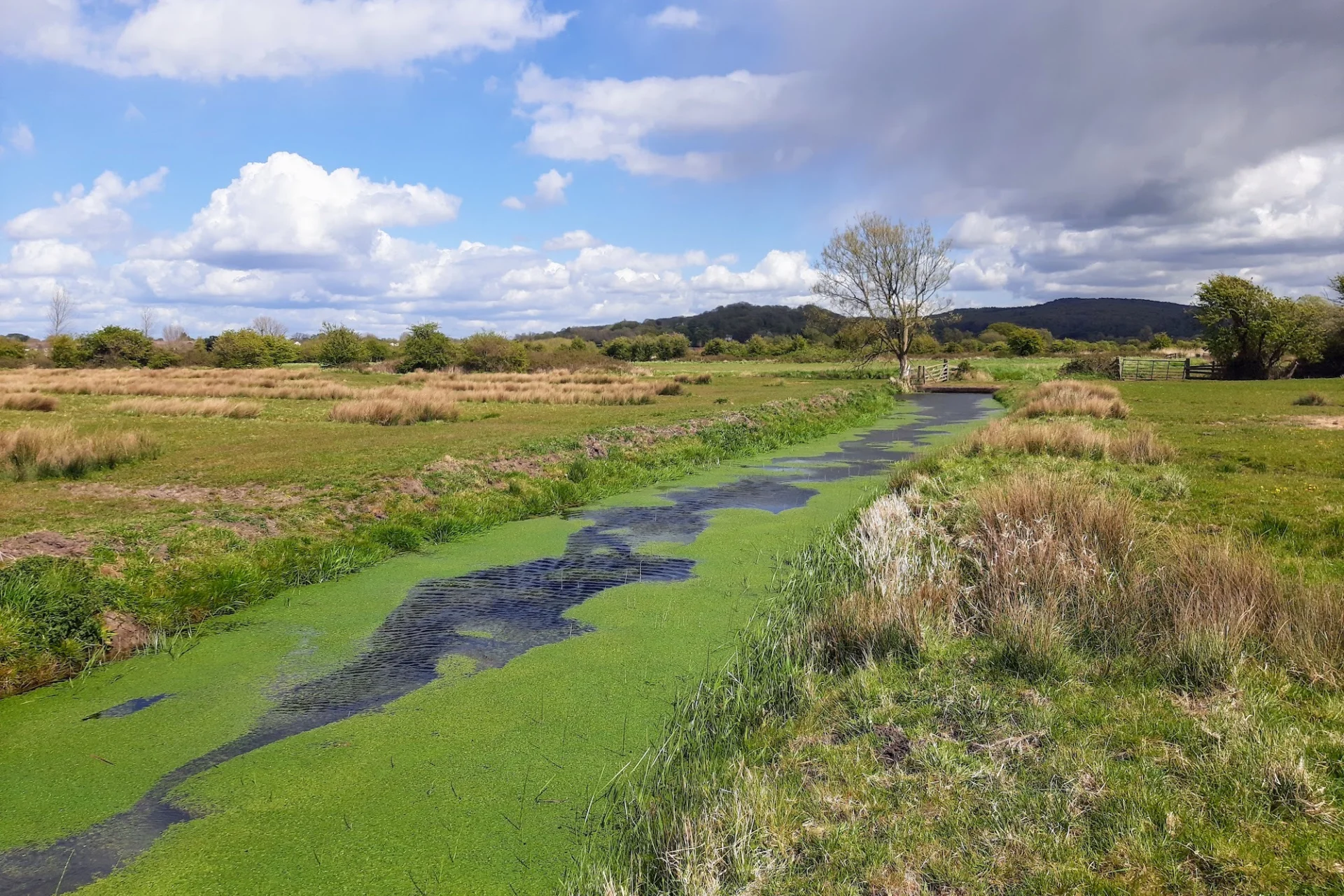 river, open field and scrub