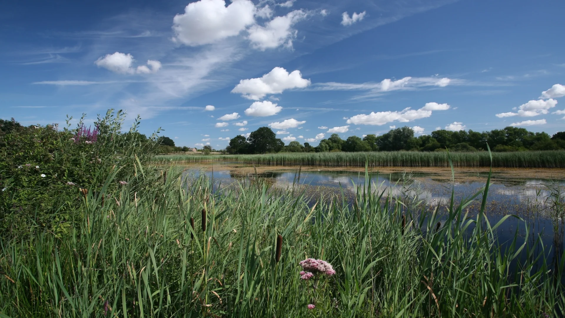 landscape image of fen with water and waterside grasses and trees