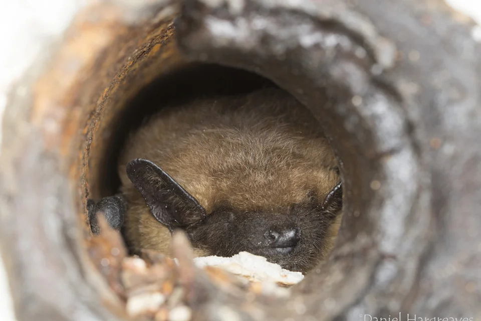 fluffy bat with big ears sleeps inside a pipe