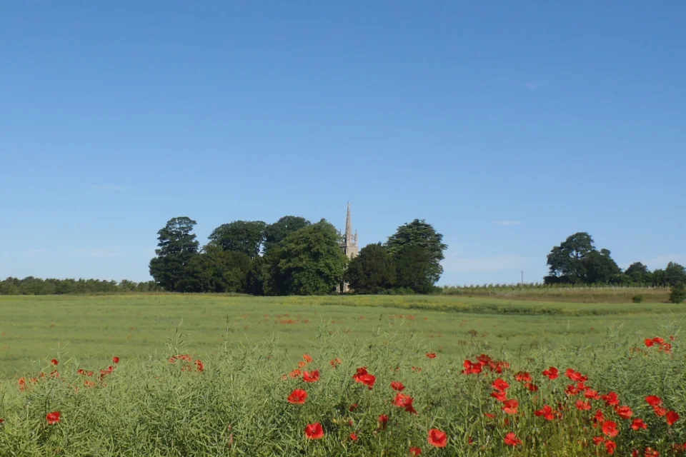 church tower above trees in field of poppies